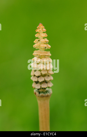 Fruchtbaren Spross der Feld-Schachtelhalm (Equisetum Arvense) Stockfoto