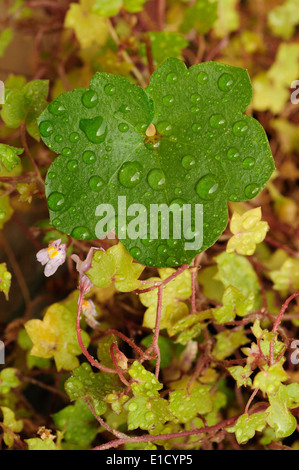 Kenilworth Ivy (Cymbalaria Muralis) Stockfoto