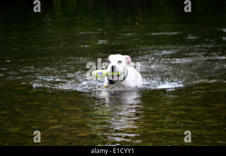 Chaz der Hund mit einem kühlen off im Fluss Kent während ihrer Ferien in Kendal im Mai 2014 Stockfoto