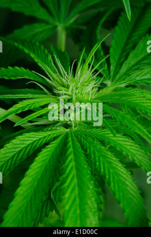 Marihuana (Cannabis Sativa) Stockfoto