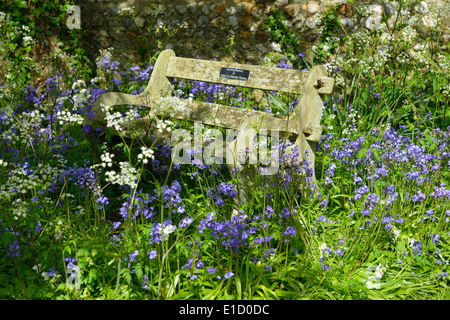 Holzbank im Frühjahr von glockenblumen und Kuh Petersilie umgeben, Chichester, West Sussex, England, Großbritannien Stockfoto