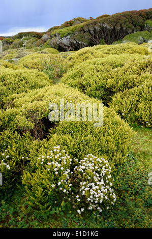 Gebüsch und Wald auf den subantarktischen Enderby Insel. Stockfoto