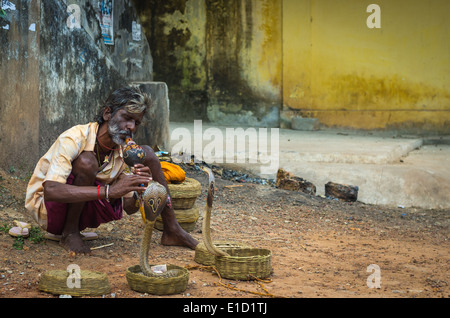 VARKALA, Indien - Januar 9: Schlangenbeschwörer bezaubert Kobras in einer Straße von Varkala, Indien, 9. Januar 2014. Stockfoto