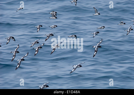 Eine Herde von Cape Sturmvögel Tiefflug über dem Wasser, in der Drake-Passage im südlichen Ozean. Stockfoto