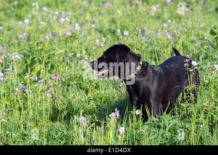 Ein schwarzer Labrador Hund groß Wiese Gras. Stockfoto