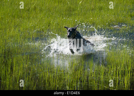 Ein schwarzer Labrador Hund Begrenzungsrahmen durch flaches Wasser. Stockfoto