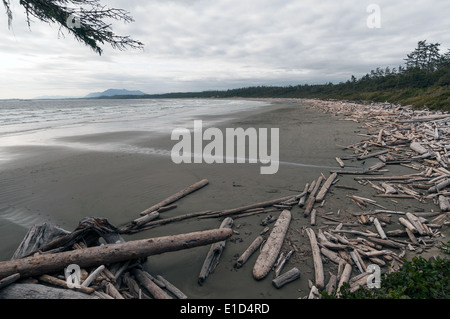 Elk203-1270 Kanada, British Columbia, Vancouver Island, Pacific Rim National Park, Long Beach Stockfoto