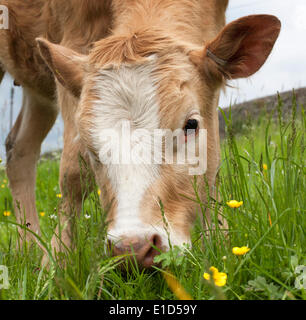 Bakewell, Derbyshire, UK. 31. Mai 2014. Rinder grasen auf Wynn Wiese auf eine trockene bewölkten Frühlingstag im Peak District. Bildnachweis: Mark Richardson/Alamy Live-Nachrichten Stockfoto