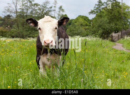 Bakewell, Derbyshire, UK. 31. Mai 2014. Rinder grasen auf Wynn Wiese auf eine trockene bewölkten Frühlingstag im Peak District. Bildnachweis: Mark Richardson/Alamy Live-Nachrichten Stockfoto