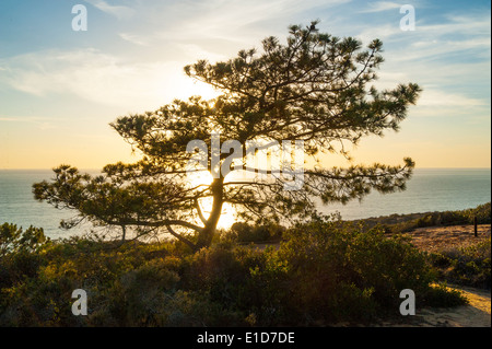 Torry Pines State Park bei Sonnenuntergang, La Jolla, Kalifornien Stockfoto