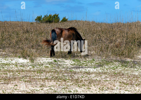 Wildpferde der Shackleford Banken Stockfoto