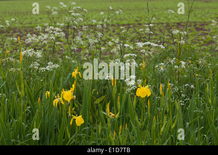 Gelbe Iris oder gelbe Flagge (Iris Pseudacornis) und Kuh Petersilie (Anthriscus Sylvestris) wachsen in einem Straßengraben. Mai. Frühling Stockfoto