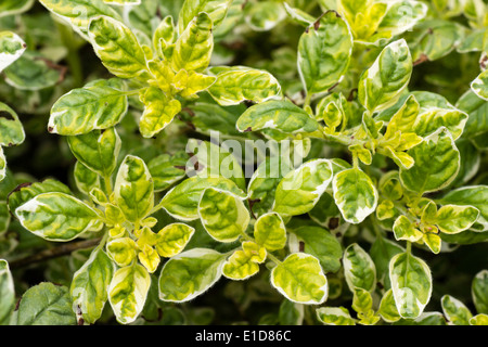 Laub von den bunten Oregano, Origanum Vulgare "Country Cream" Stockfoto