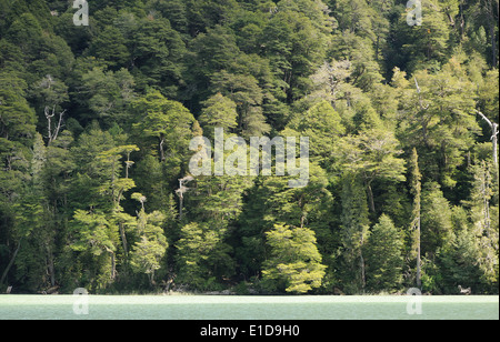 Das grüne Wasser des Lago Frias und Regenwald, Teil des Circuito Cruce Andino, eine Fähre und Bus Überquerung der Anden zwischen Argentinien und Chile. Stockfoto
