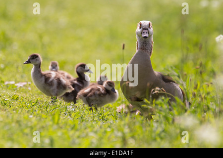 Mother Goose schützen ihre Küken auf einer Wiese mit Blumen Stockfoto