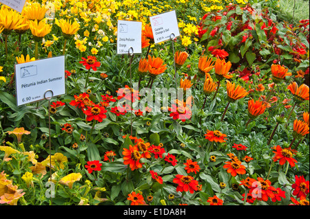 Reihen von Petunien, Zinnien und Gazanias für den Verkauf auf einen Stand auf einem Gartenbau Markt Stockfoto