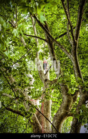 Turin, Italien. 31. Mai 2014. Die Veranstaltung "geht der Sport auf dem Platz in Turin". Turin wurde gewählt, als die Kulturhauptstadt Sport 2015 - Baumklettern, Giardini Reali Credit: wirklich Easy Star/Alamy Live News Stockfoto