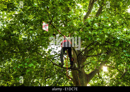 Turin, Italien. 31. Mai 2014. Die Veranstaltung "geht der Sport auf dem Platz in Turin". Turin wurde gewählt, als die Kulturhauptstadt Sport 2015 - Baumklettern, Giardini Reali Credit: wirklich Easy Star/Alamy Live News Stockfoto