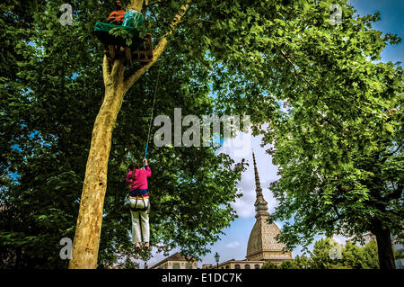 Turin, Italien. 31. Mai 2014. Die Veranstaltung "geht der Sport auf dem Platz in Turin". Turin wurde gewählt, als die Kulturhauptstadt Sport 2015 - Baumklettern, Giardini Reali Credit: wirklich Easy Star/Alamy Live News Stockfoto