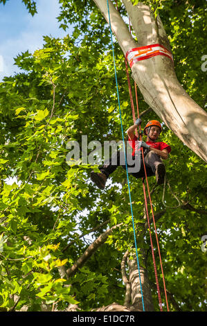 Turin, Italien. 31. Mai 2014. Die Veranstaltung "geht der Sport auf dem Platz in Turin". Turin wurde gewählt, als die Kulturhauptstadt Sport 2015 - Baumklettern, Giardini Reali Credit: wirklich Easy Star/Alamy Live News Stockfoto