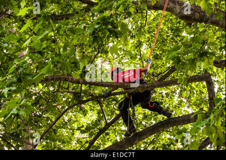 Turin, Italien. 31. Mai 2014. Die Veranstaltung "geht der Sport auf dem Platz in Turin". Turin wurde gewählt, als die Kulturhauptstadt Sport 2015 - Baumklettern, Giardini Reali Credit: wirklich Easy Star/Alamy Live News Stockfoto