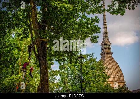 Turin, Italien. 31. Mai 2014. Die Veranstaltung "geht der Sport auf dem Platz in Turin". Turin wurde gewählt, als die Kulturhauptstadt Sport 2015 - Baumklettern, Giardini Reali Credit: wirklich Easy Star/Alamy Live News Stockfoto