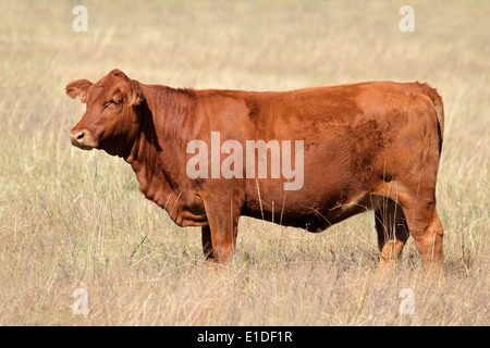 Eine rote Angus Kuh auf der Weide Stockfoto