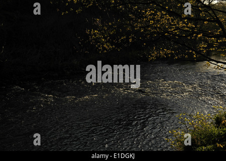 Blick auf den Sonnenuntergang Baum Zweig Blätter überhängend Gewässer River Calder fließt vorbei an River Bank Bäumen, Cromwell unten Elland, UK Stockfoto