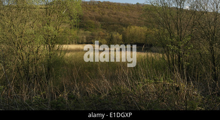 Sonnige Aussicht auf bewaldeten Hang, Tal Etage Lagune Röhrichten, umgeben von Bäumen, Cromwell unten Nature Reserve, Elland, UK Stockfoto