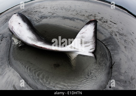 Ein tot juvenile Zwergwal (Balaenoptera Acutorostrata) auf Balranald Beach, North Uist, äußeren Hebriden, Schottland, UK Stockfoto