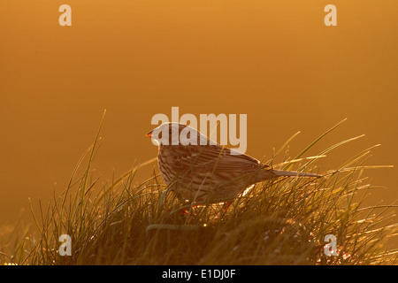 Grauammer - Emberiza Calandra im schönen Abendlicht Stockfoto