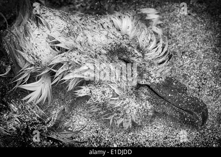 Leistungsstarke Monochrome von einem Toten Fulmar (Fulmarus Cyclopoida) North Uist, äußeren Hebriden, Schottland. UK Stockfoto