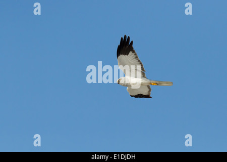 Kornweihe (Circus Cyaneus) männlich, vor einem strahlend blauen Himmel. North Uist, äußeren Hebriden, Schottland, UK Stockfoto