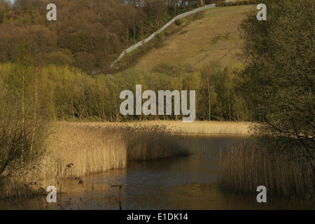 Sonnigen Blick auf Zügel Holz Hang Erdrutsch Narbe, Lagune mit Schilf und Bäumen, Cromwell unten Nature Reserve, Elland, Großbritannien Stockfoto