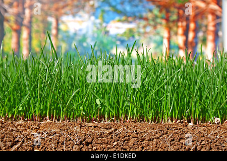 Üppige neu gesäten Rasen mit Bäumen im Hintergrund zeigt die Graswurzeln wachsen in der Erde Stockfoto