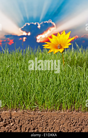 Neu gesäten Rasen mit hellen gelben Blumen und Sonne Strahlen Stockfoto