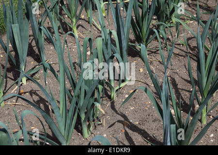 Allium Porrum "Sevilla" Porreepflanzen wachsen im Bett Stockfoto