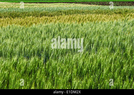 Hintergrund mit Gerste und Hafer, auf einem Feld in den Wind. Stockfoto