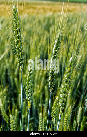 Hintergrund mit Spikes von Hafer, unterziehen, Reifung, auf einem Feld. Stockfoto