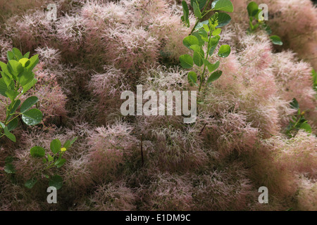 Cotinus Coggygria Nahaufnahme von Strauch Stockfoto