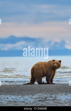 Ein Küsten Braunbär graben Muscheln am Strand mit der Kenai-Halbinsel im Hintergrund. Stockfoto