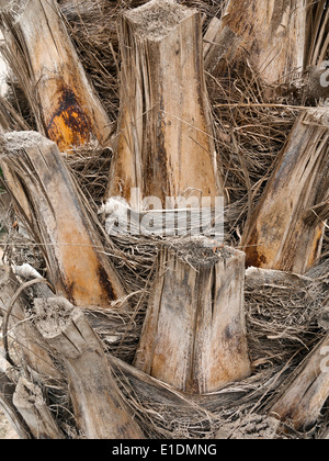 Detail der getrimmte Dattelpalme Baumstamm hautnah Stockfoto