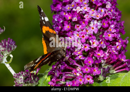 Red Admiral Schmetterling auf Sommerflieder Stockfoto