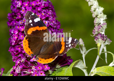 Red Admiral Schmetterling auf Sommerflieder Stockfoto