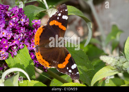 Red Admiral Schmetterling auf Sommerflieder Stockfoto