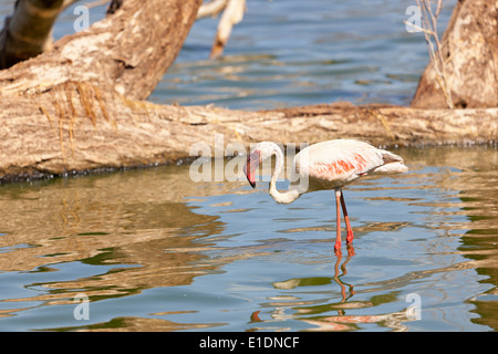 Ein Flamingo stehend im Wasser am Lake Bogoria in Kenia. Stockfoto