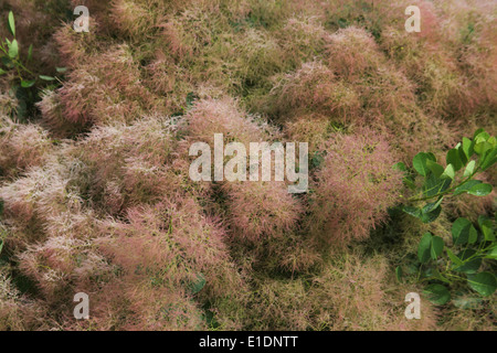 Cotinus Coggygria Nahaufnahme von Strauch Stockfoto