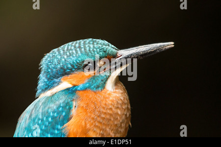 Eisvogel enge Porträt Stockfoto