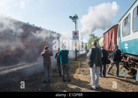 Dereham, UK. 1. Juni 2014. LMS Jubilee Klasse 6 P 4-6-0 keine 45699 Galatea LMS Roel Scot Klasse 7P 4-6-0 keine 46115 Scots Gardist LMS Klasse 8F 2-8-0 keine 48151 besuchen Norfolk für die Dampf-Gala vom 30. Mai 2014. zu 1. Juni 2014 zieht viele Besucher aller Altersgruppen. Bildnachweis: Major Gilbert/Alamy Live-Nachrichten Stockfoto