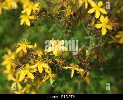 Hypericum Perforatum St Johns Wort Nahaufnahme Blume Stockfoto
